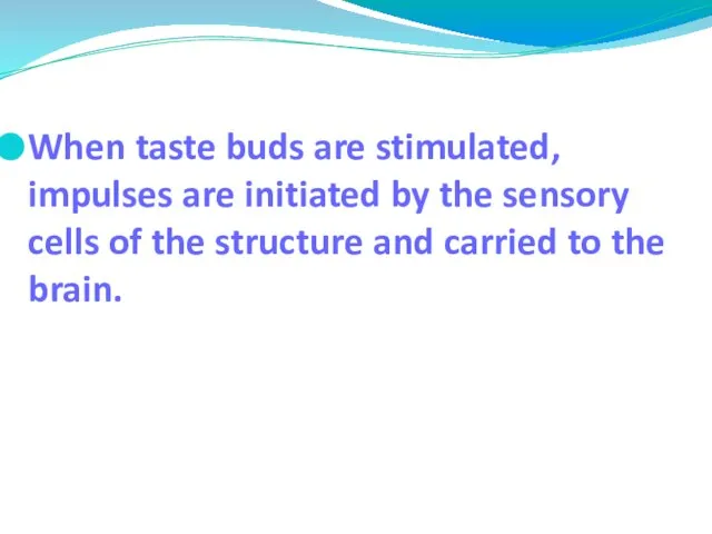 When taste buds are stimulated, impulses are initiated by the sensory cells