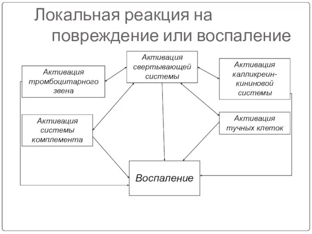 Локальная реакция на повреждение или воспаление Активация свертывающей системы Активация калликреин-кининовой системы