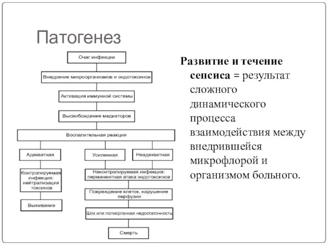 Патогенез Развитие и течение сепсиса = результат сложного динамического процесса взаимодействия между