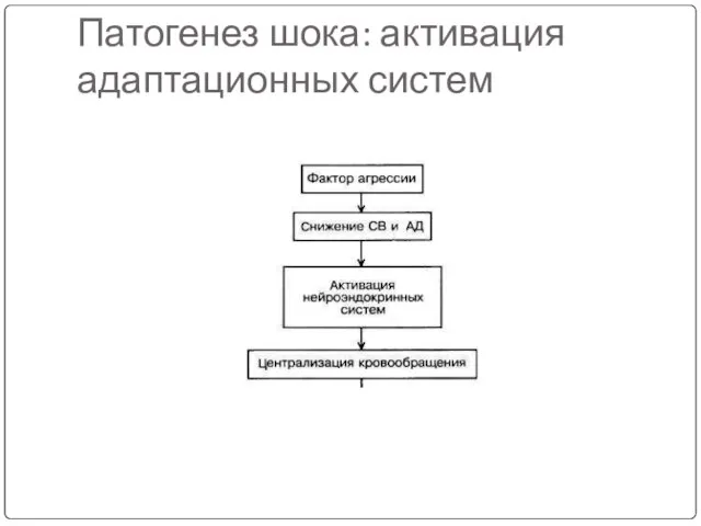 Патогенез шока: активация адаптационных систем