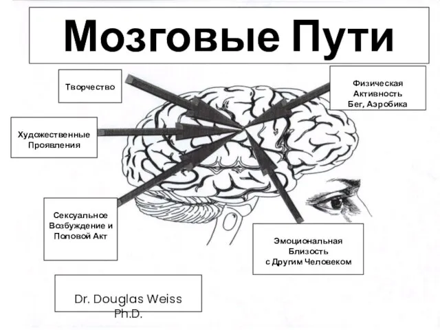 Мозговые Пути Физическая Активность Бег, Аэробика Творчество Художественные Проявления Эмоциональная Близость с