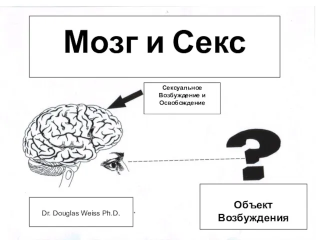 Мозг и Секс Объект Возбуждения Dr. Douglas Weiss Ph.D. Сексуальное Возбуждение и Освобождение