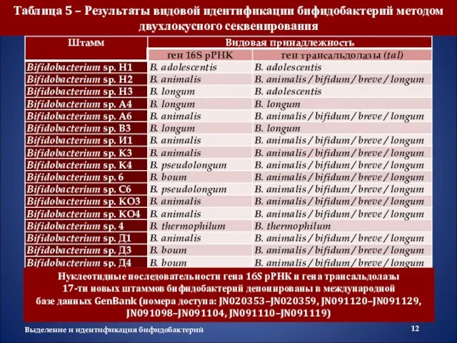 Выделение и идентификация бифидобактерий Таблица 5 – Результаты видовой идентификации бифидобактерий методом