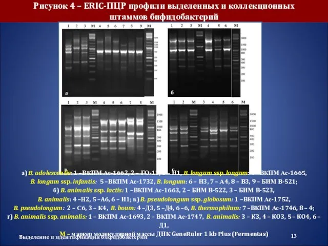 Выделение и идентификация бифидобактерий Рисунок 4 – ERIC-ПЦР профили выделенных и коллекционных