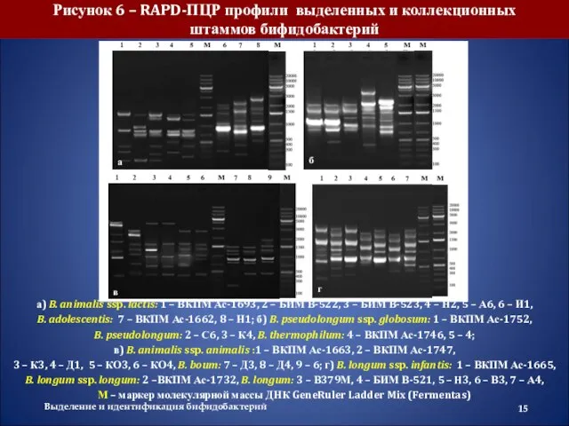 Выделение и идентификация бифидобактерий Рисунок 6 – RAPD-ПЦР профили выделенных и коллекционных