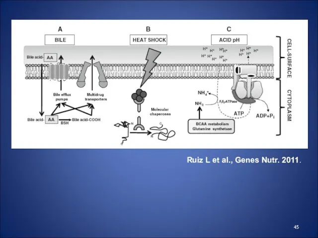 Ruiz L et al., Genes Nutr. 2011.