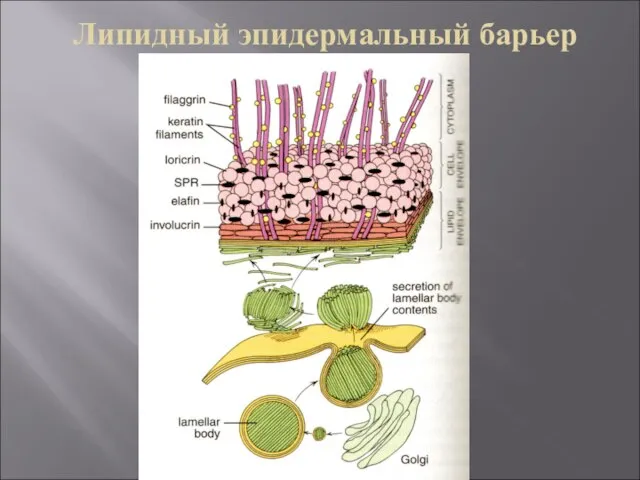 Липидный эпидермальный барьер