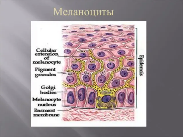 Меланоциты