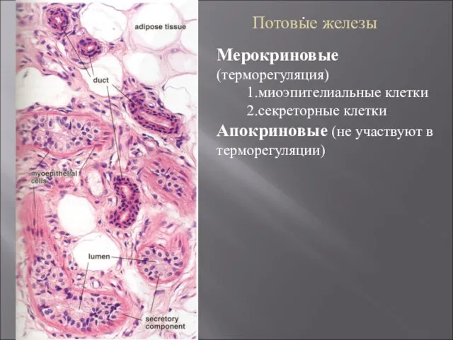 . Потовые железы Мерокриновые (терморегуляция) 1.миоэпителиальные клетки 2.секреторные клетки Апокриновые (не участвуют в терморегуляции)