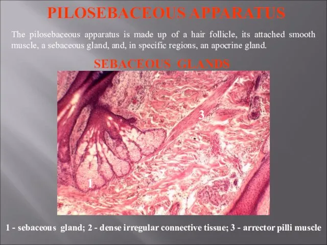 SEBACEOUS GLANDS 2 1 - sebaceous gland; 2 - dense irregular connective