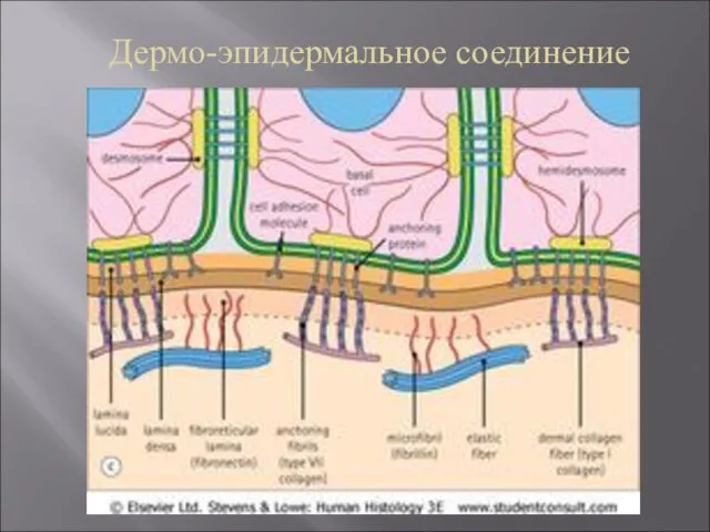 Дермо-эпидермальное соединение