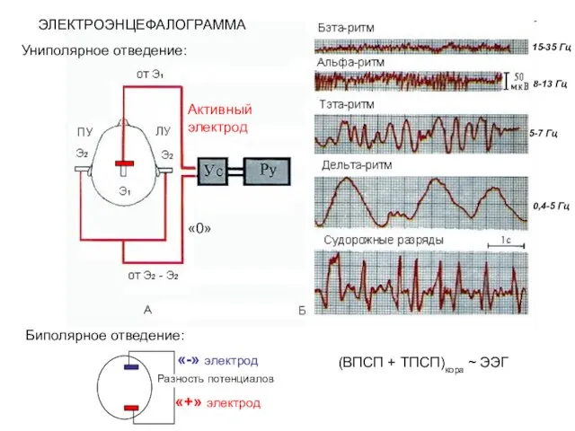 ЭЛЕКТРОЭНЦЕФАЛОГРАММА Униполярное отведение: Биполярное отведение: Разность потенциалов Активный электрод «0» «+» электрод