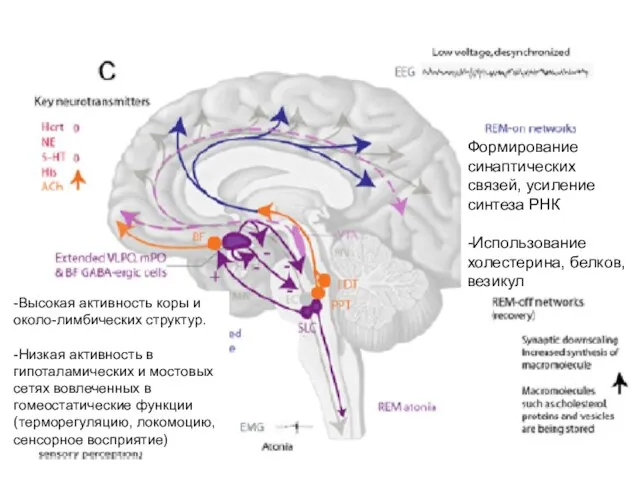 -Высокая активность коры и около-лимбических структур. -Низкая активность в гипоталамических и мостовых