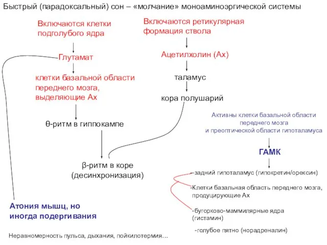 Быстрый (парадоксальный) сон – «молчание» моноаминоэргической системы Активны клетки базальной области переднего