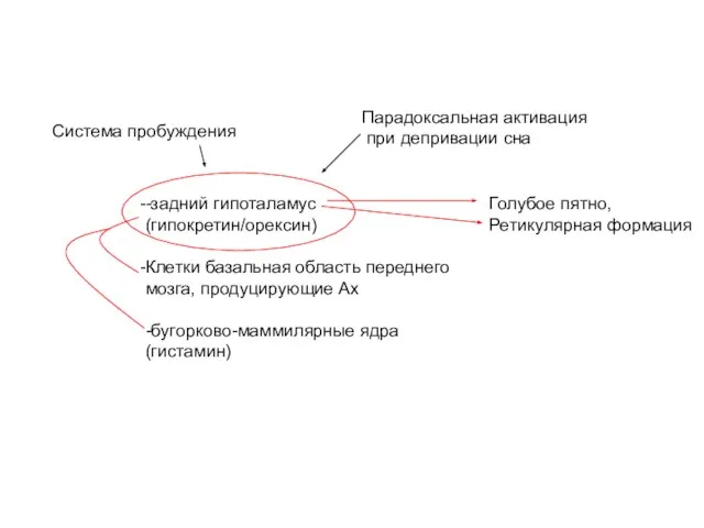 Голубое пятно, Ретикулярная формация -задний гипоталамус (гипокретин/орексин) Клетки базальная область переднего мозга,