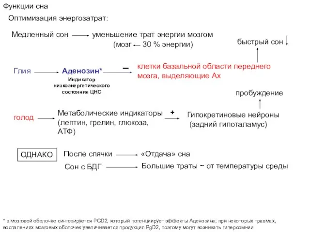 Функции сна Медленный сон уменьшение трат энергии мозгом Аденозин* клетки базальной области