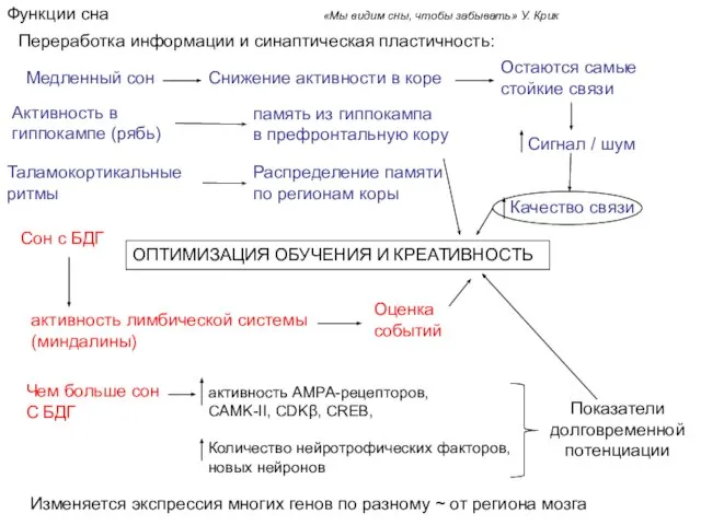 Функции сна «Мы видим сны, чтобы забывать» У. Крик Медленный сон Снижение