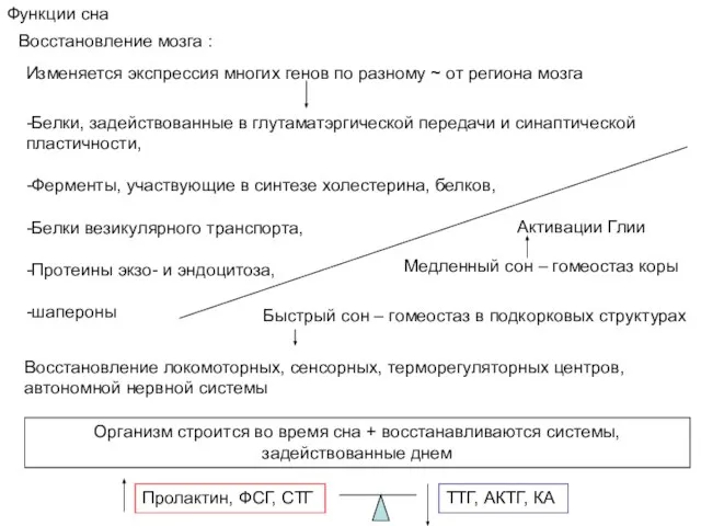 Функции сна Восстановление мозга : Изменяется экспрессия многих генов по разному ~