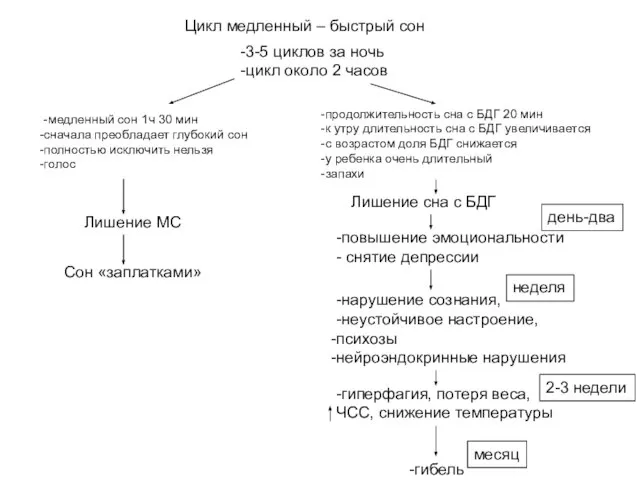 Цикл медленный – быстрый сон -3-5 циклов за ночь -цикл около 2