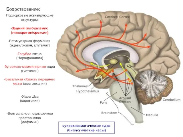 Бодрствование: Подкорковые активирующие структуры: Задний гипоталамус (гипокретин/орексин) Ретикулярная формация (ацетилхолин, глутамат) Голубое