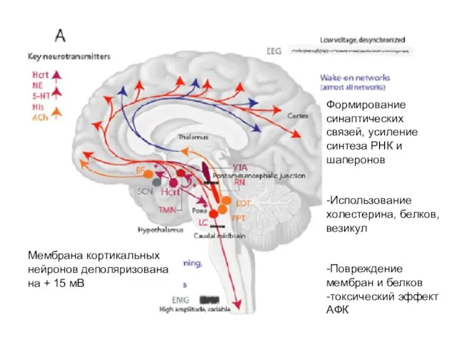 Формирование синаптических связей, усиление синтеза РНК и шаперонов -Использование холестерина, белков, везикул