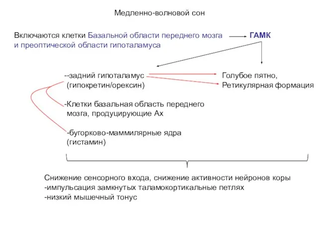 Медленно-волновой сон Включаются клетки Базальной области переднего мозга и преоптической области гипоталамуса