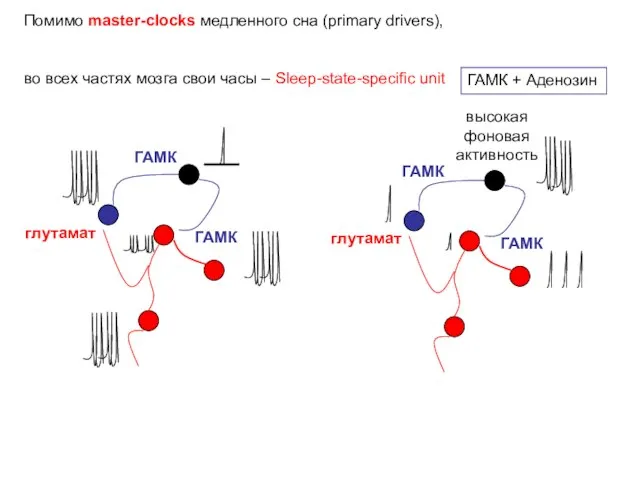 Помимо master-clocks медленного сна (primary drivers), во всех частях мозга свои часы