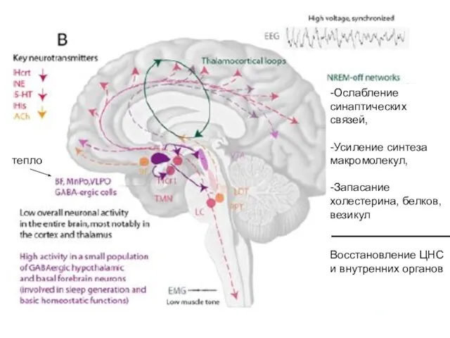-Ослабление синаптических связей, -Усиление синтеза макромолекул, -Запасание холестерина, белков, везикул Восстановление ЦНС и внутренних органов тепло