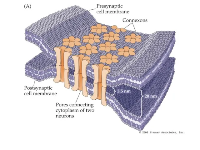 Structure and Function of Gap Junctions at Electrical Synapses PN05021.JPG