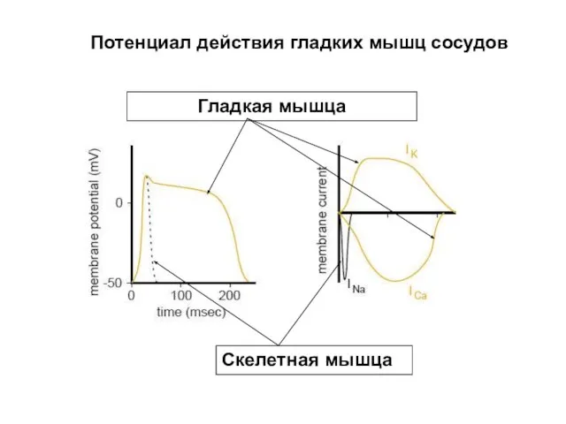 Потенциал действия гладких мышц сосудов Скелетная мышца Гладкая мышца