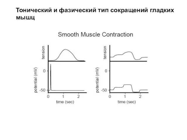 Тонический и фазический тип сокращений гладких мышц