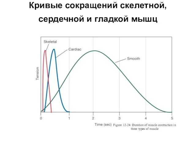 Кривые сокращений скелетной, сердечной и гладкой мышц Figure 12-24: Duration of muscle