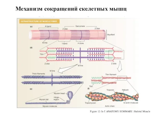 Myofibrils: Site of Contraction Figure 12-3c-f: ANATOMY SUMMARY: Skeletal Muscle Механизм сокращений скелетных мышц