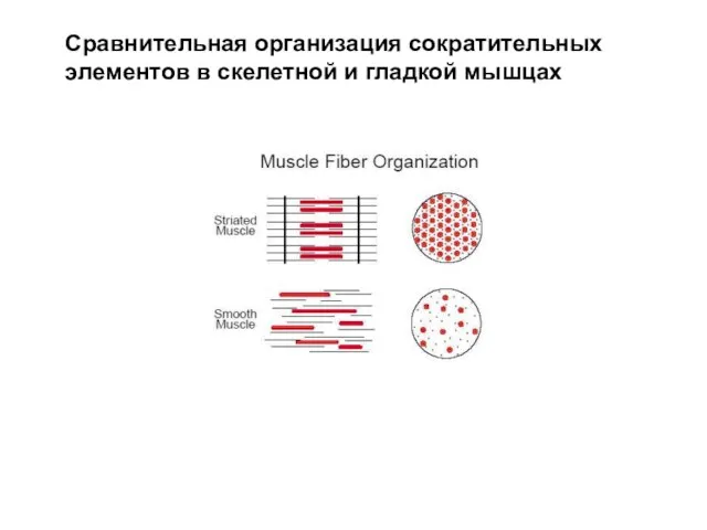 Сравнительная организация сократительных элементов в скелетной и гладкой мышцах