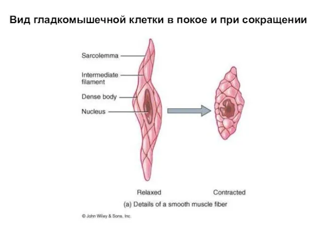 Вид гладкомышечной клетки в покое и при сокращении