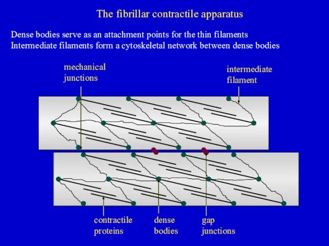 intermediate filament contractile proteins dense bodies mechanical junctions gap junctions The fibrillar