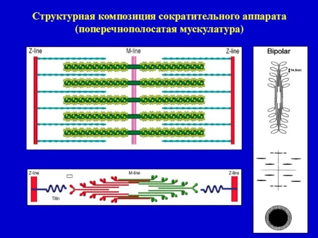 Структурная композиция сократительного аппарата (поперечнополосатая мускулатура)