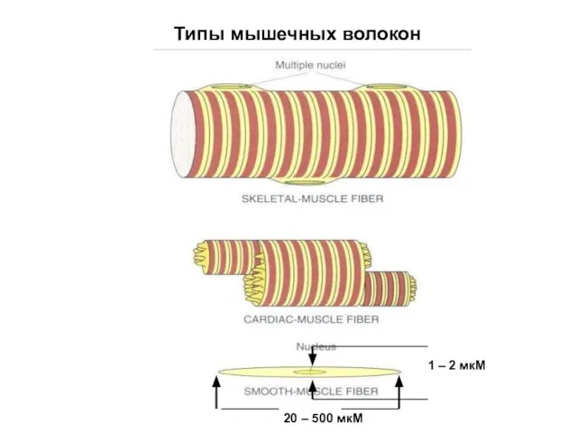 20 – 500 мкМ 1 – 2 мкМ Типы мышечных волокон