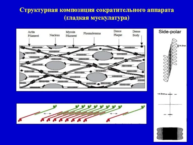 Структурная композиция сократительного аппарата (гладкая мускулатура)