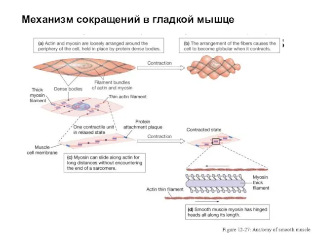 Smooth Muscles: Characteristics Figure 12-27: Anatomy of smooth muscle Механизм сокращений в гладкой мышце