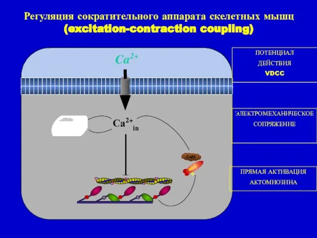 Регуляция сократительного аппарата скелетных мышц (excitation-contraction coupling) Са2+in ПОТЕНЦИАЛ ДЕЙСТВИЯ VDCC ЭЛЕКТРОМЕХАНИЧЕСКОЕ СОПРЯЖЕНИЕ ПРЯМАЯ АКТИВАЦИЯ АКТОМИОЗИНА