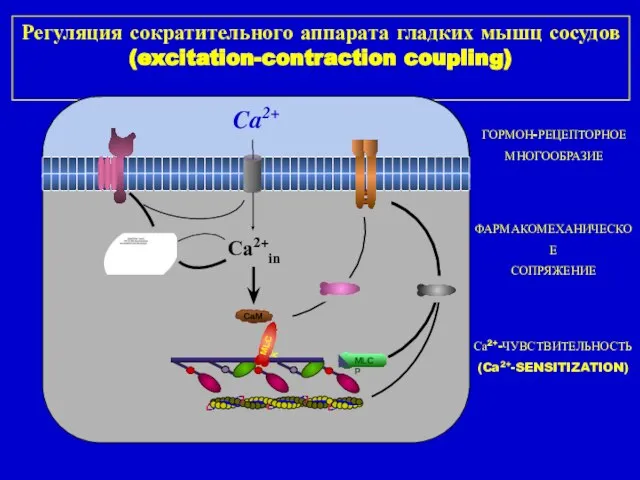 Регуляция сократительного аппарата гладких мышц сосудов (excitation-contraction coupling) Са2+in Ca2+ ГОРМОН-РЕЦЕПТОРНОЕ МНОГООБРАЗИЕ ФАРМАКОМЕХАНИЧЕСКОЕ СОПРЯЖЕНИЕ Са2+-ЧУВСТВИТЕЛЬНОСТЬ (Ca2+-SENSITIZATION)