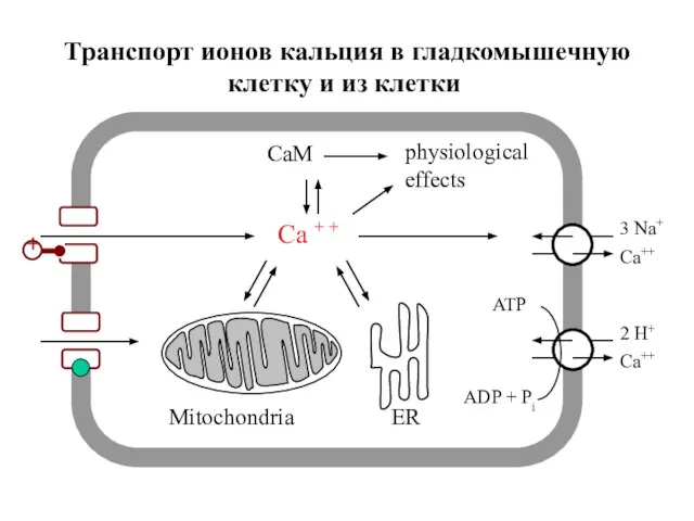 Cellular calcium transport Ca + + CaM physiological effects Mitochondria ER Транспорт