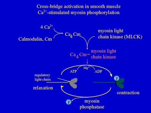 myosin light chain kinase ATP ADP Mg2+ myosin phosphatase myosin light chain