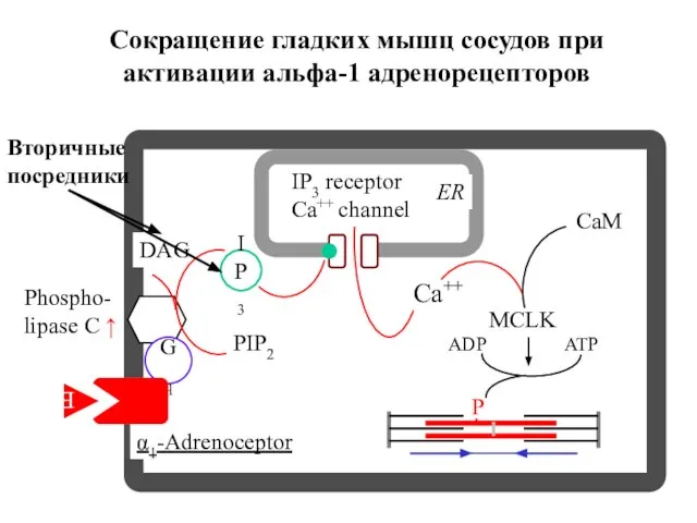 α1-Adrenoceptor Phospho- lipase C ↑ Ca++ MCLK CaM ATP ADP IP3 DAG