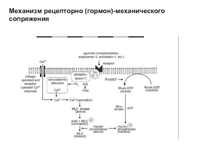 Механизм рецепторно (гормон)-механического сопряжения