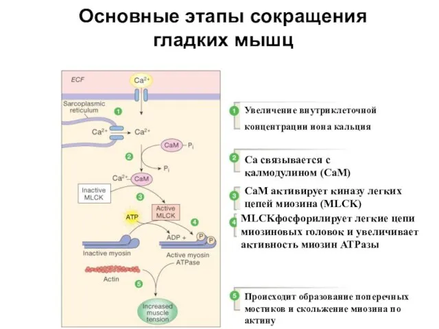 Основные этапы сокращения гладких мышц Figure 12-28: Smooth muscle contraction Увеличение внутриклеточной