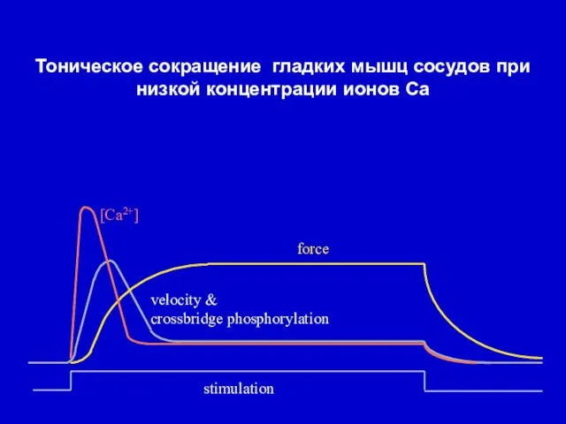 stimulation force [Ca2+] velocity & crossbridge phosphorylation Тоническое сокращение гладких мышц сосудов