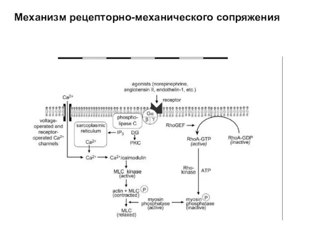 Механизм рецепторно-механического сопряжения