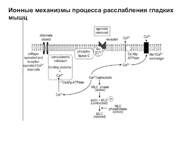 Ионные механизмы процесса расслабления гладких мышц